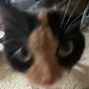 dylan.net
