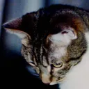 nyan_k0