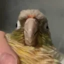 birdspecies8435