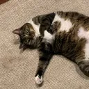 thecheesymouse