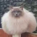 wooly3486