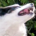 doggydieter