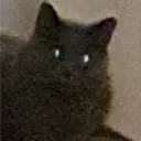 dshfr