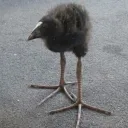 piploon