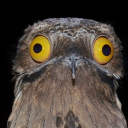 avatar CheezyDibbles