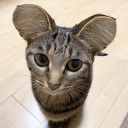 asian_adept#4782's avatar