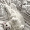 leonnhz