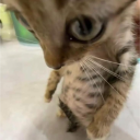 avatar zatostozbogcegajer