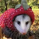 strawberrypossum