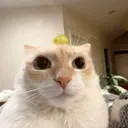 apapusmaksimuss