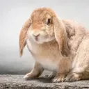 bunnyonic1602