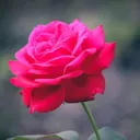 carolinee97