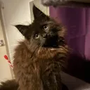 devilskitten_
