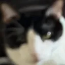 vetcoby