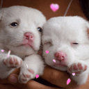 avatar phreshbunswag