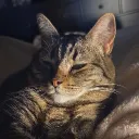 denison