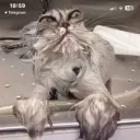 Аватар dragon1239387