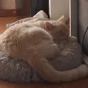 jemjos
