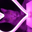 strawberry_cat2067