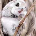dapaijiseu