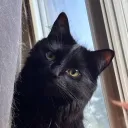 lilbalb
