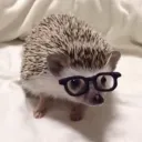 hgkub_