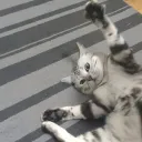 cyborgdoudou