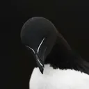 chawklit
