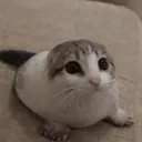 twcumut