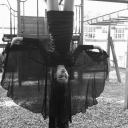 avatar raccoonwithsocks