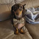 sollie
