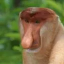 denzihouwer