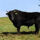 blksoftcow
