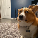 avatar Fluffiest Boy