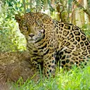 jaguar7941