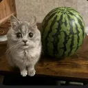 piqtreq