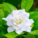 gardenia9626