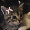 avatar 🎀