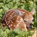 dotdotbean