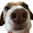 spagheddieree