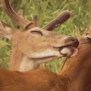 avatar 🌾 Nick ꫂ꩜