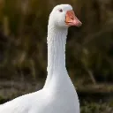 unfortunatgoose