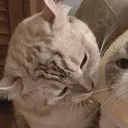 fish.meow