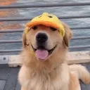 fentachu