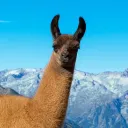 thearcticz