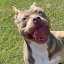 avatar Violence/Vantaris