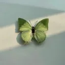 venzoyt