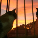 avatar Enormous Boom