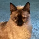 bacon_cat_