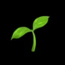 basil0540
